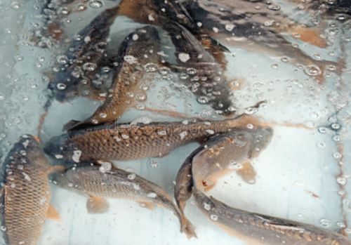 北京朝陽區(qū)兩家超市鯉魚、武昌魚檢出孔雀石綠，水產(chǎn)養(yǎng)殖安全敲響警鐘